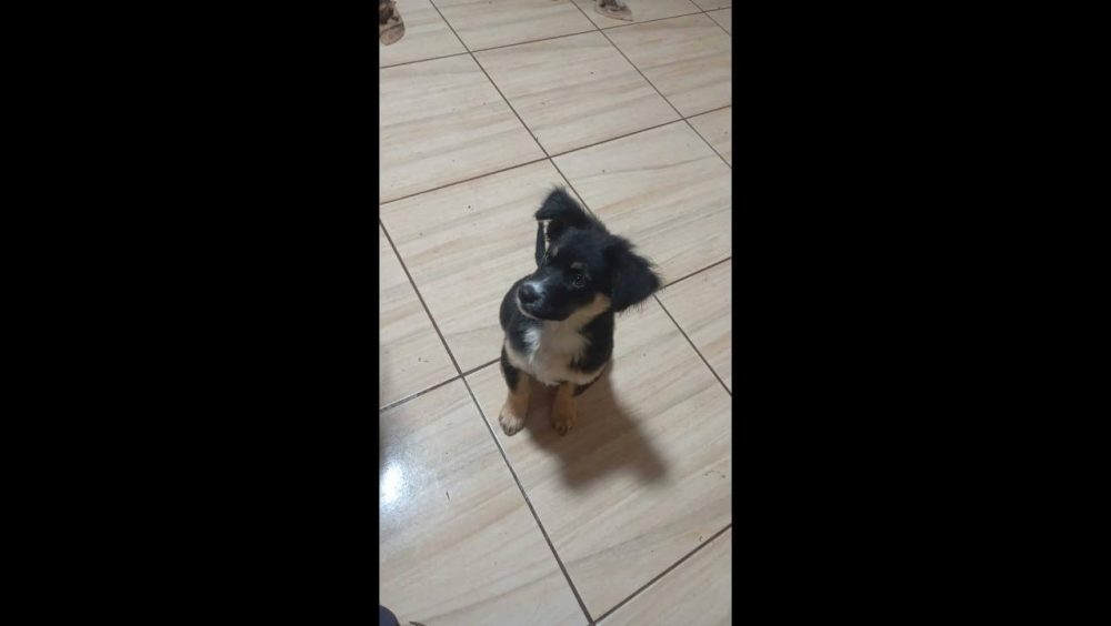 Cachorro é encontrado no bairro Parque São Paulo Imagem referente a Cachorro é encontrado no bairro Parque São Paulo