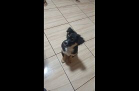 Cachorro é encontrado no bairro Parque São Paulo
