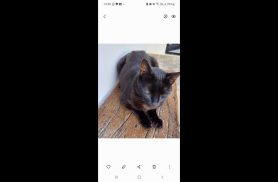 Gato Twotoy desapareceu no bairro Alto Alegre