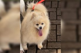Cachorrinho desaparece na Região do Lago e deixa criança desesperada