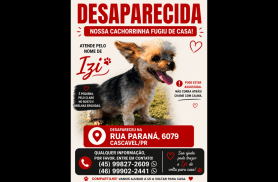 Cachorra Izi desapareceu no bairro Coqueiral