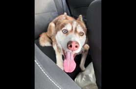 Cachorro é encontrado no bairro Centro