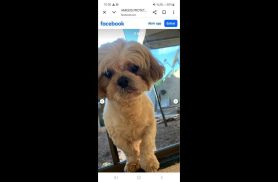 Cachorro Toddy desapareceu no bairro Periolo