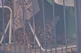 Polícia Militar apoia captura de onça-pintada em bairro de Foz do Iguaçu