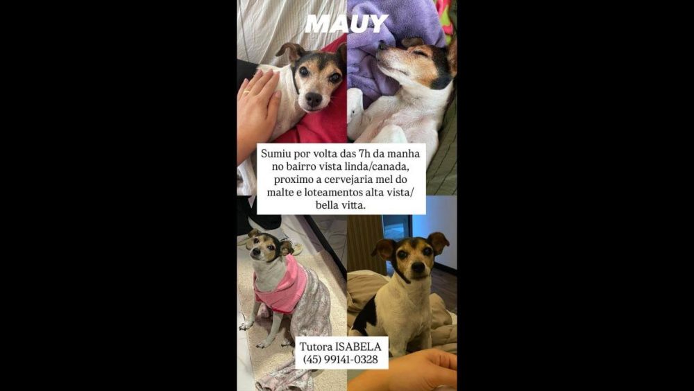 Cachorra Mauy desapareceu no bairro Vista Linda Imagem referente a Cachorra Mauy desapareceu no bairro Vista Linda