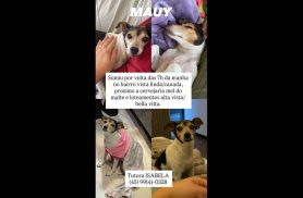 Cachorra Mauy desapareceu no bairro Vista Linda