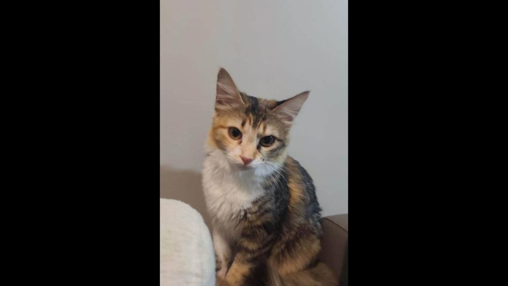Gata Mel desapareceu no bairro Centro Imagem referente a Gata Mel desapareceu no bairro Centro