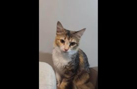 Gata Mel desapareceu no bairro Centro