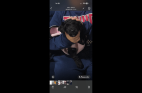 Cachorra Maju desapareceu no bairro Interlagos