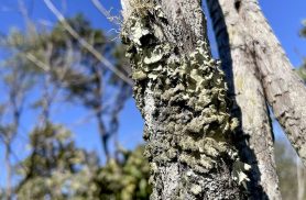 Reserva Ecológica do IBGE no DF passa a ter gestão apoiada pelo ICMBio