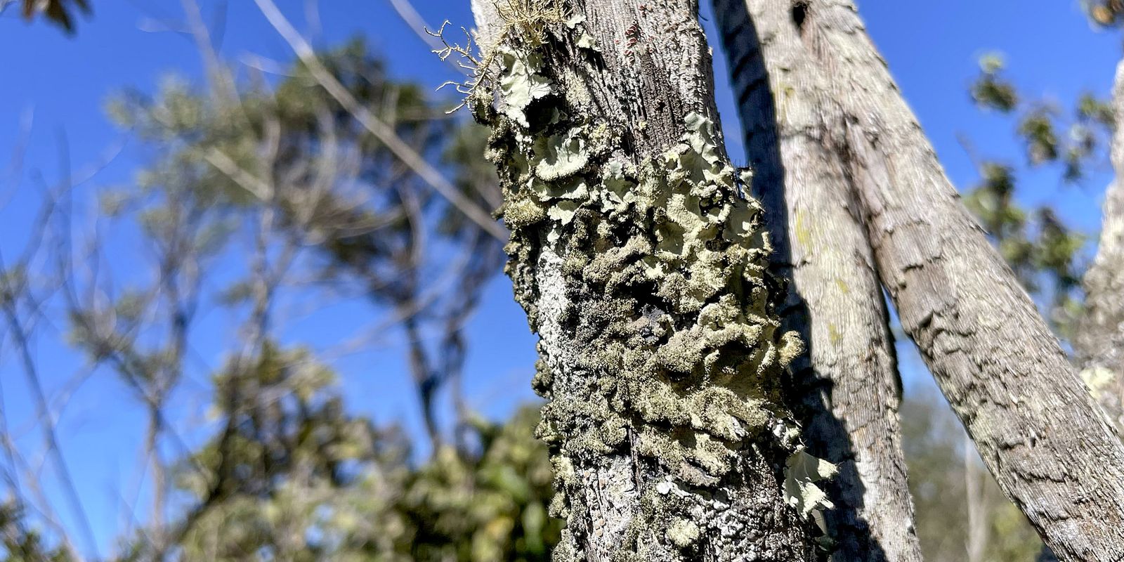 Imagem referente a Reserva Ecológica do IBGE no DF passa a ter gestão apoiada pelo ICMBio
