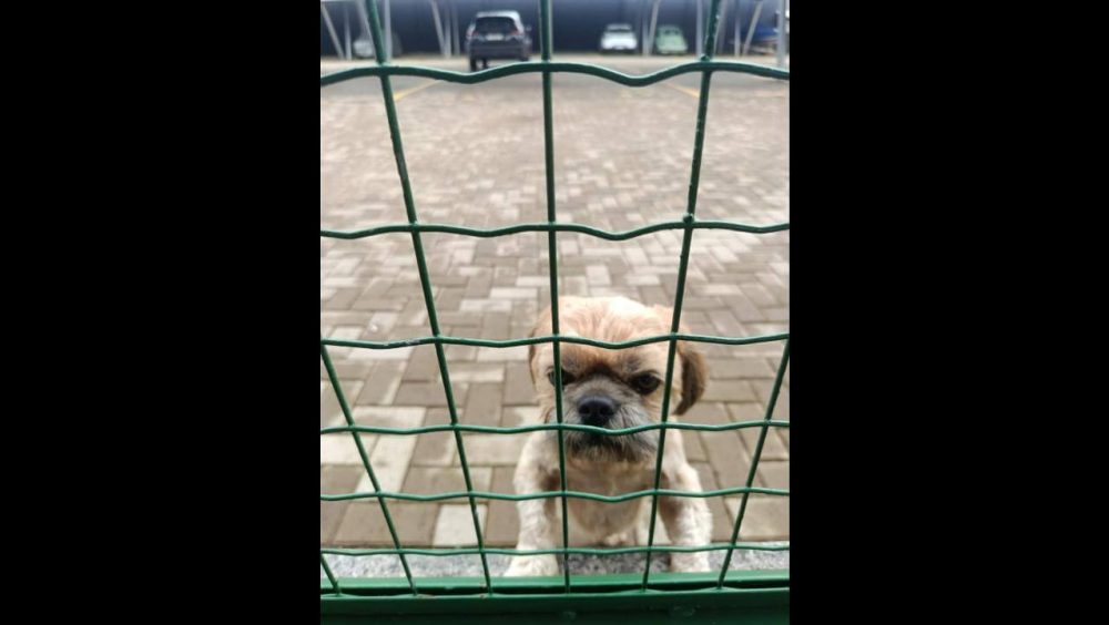 Cachorro é encontrado no bairro Alto Alegre Imagem referente a Cachorro é encontrado no bairro Alto Alegre