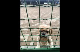 Cachorro é encontrado no bairro Alto Alegre