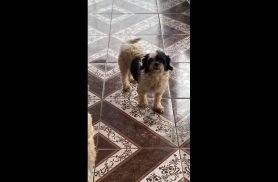 Cachorra Tikinha desapareceu no bairro Brasília