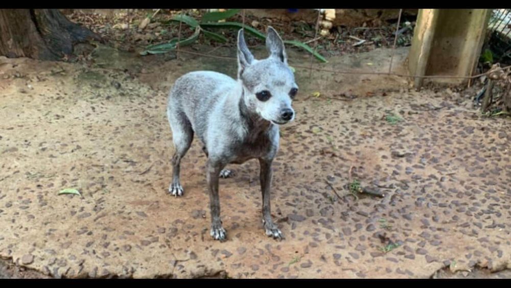 Cachorra é encontrada no bairro Centro Imagem referente a Cachorra é encontrada no bairro Centro