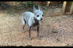 Cachorra é encontrada no bairro Centro
