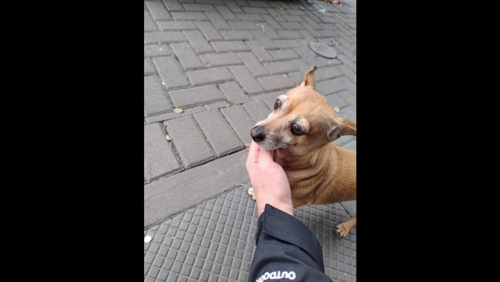 Cachorro é encontrado no bairro Centro Imagem referente a Cachorro é encontrado no bairro Centro