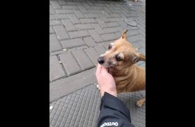 Cachorro é encontrado no bairro Centro