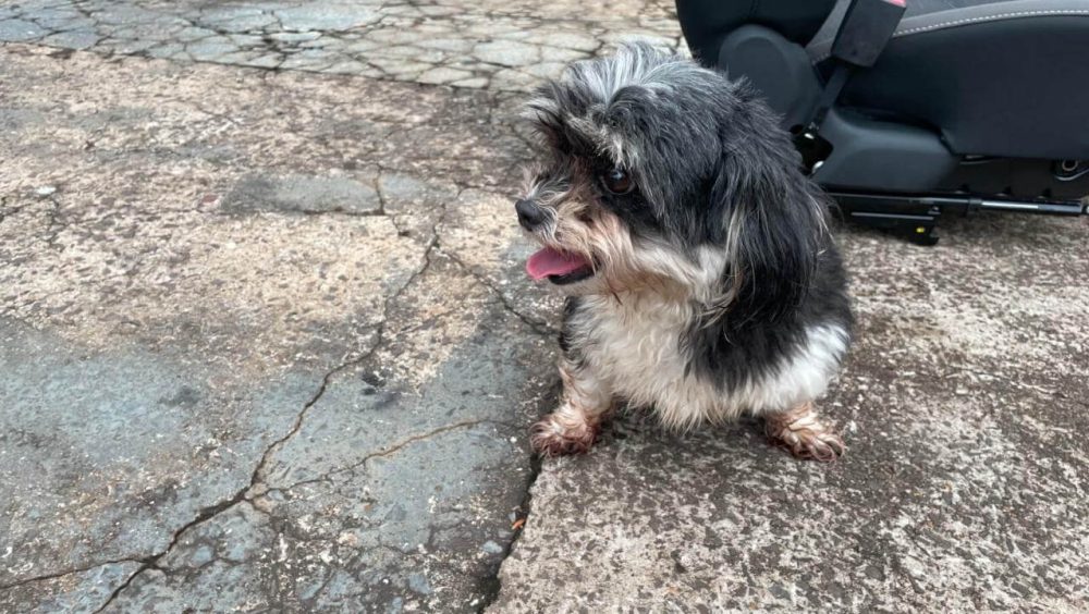 Cachorra é encontrada no bairro Neva Imagem referente a Cachorra é encontrada no bairro Neva