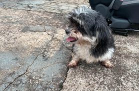 Cachorra é encontrada no bairro Neva