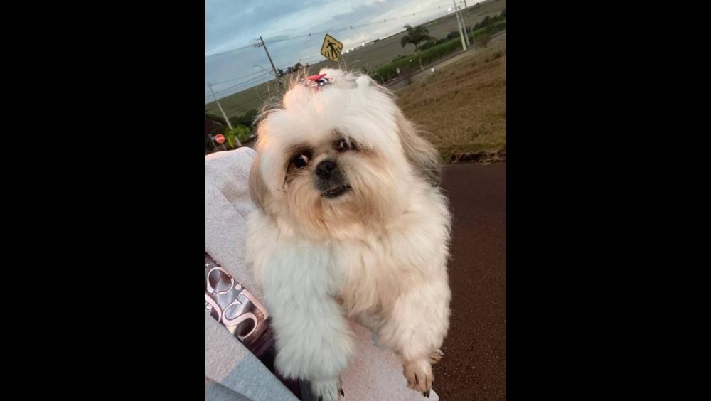 Cachorra é encontrada no bairro Tropical III Imagem referente a Cachorra é encontrada no bairro Tropical III