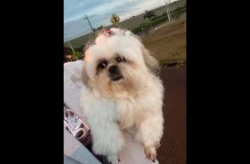Cachorra é encontrada no bairro Tropical III