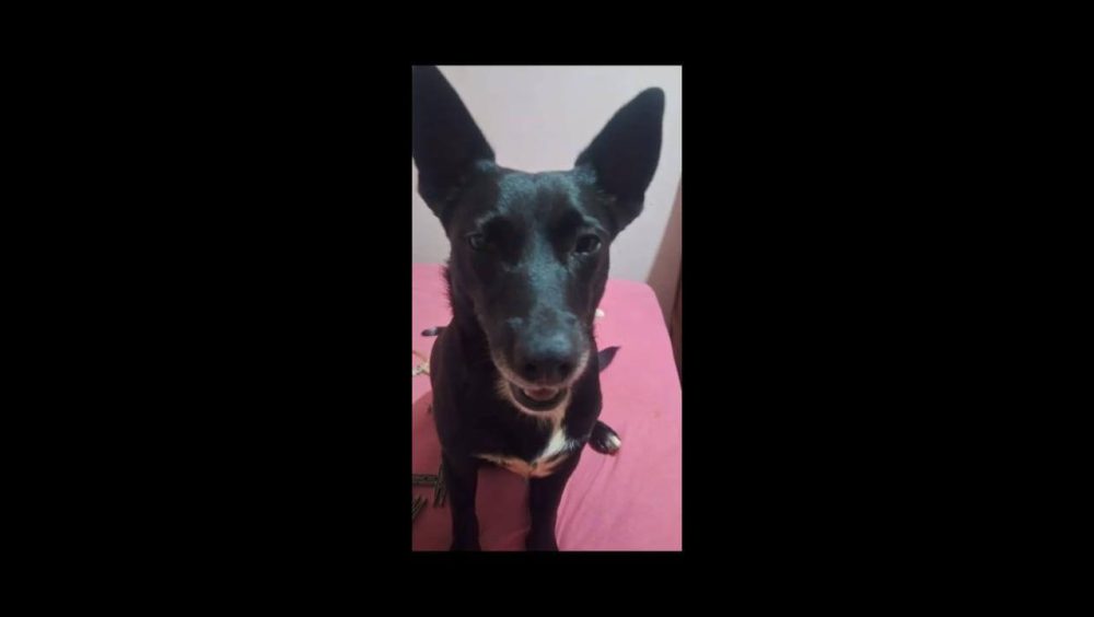 Cachorra Estela desapareceu no bairro Brasmadeira Imagem referente a Cachorra Estela desapareceu no bairro Brasmadeira