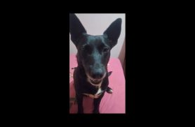 Cachorra Estela desapareceu no bairro Brasmadeira