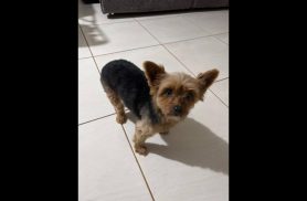 Cachorro é encontrado no bairro Universitário