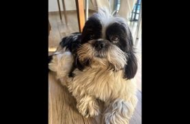 Cachorro Zeus desapareceu no bairro Parque São Paulo