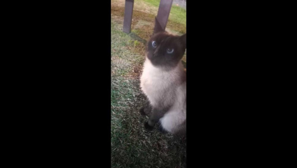 Gata é encontrada no bairro Cancelli Imagem referente a Gata é encontrada no bairro Cancelli