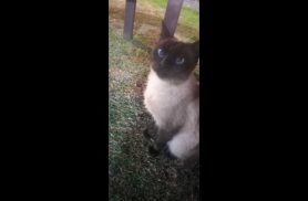 Gata é encontrada no bairro Cancelli