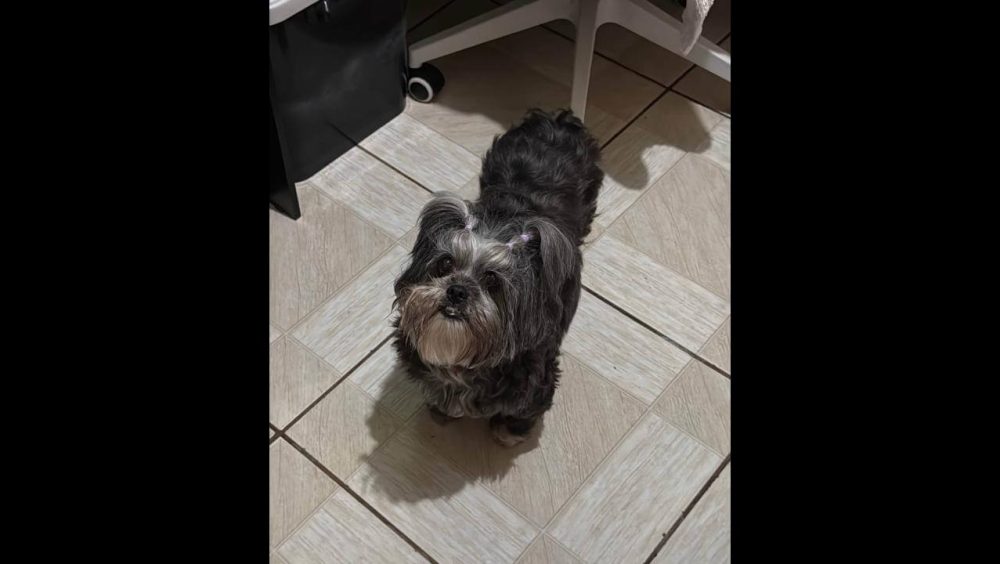 Cachorra Belinha desapareceu no bairro 14 de Novembro Imagem referente a Cachorra Belinha desapareceu no bairro 14 de Novembro