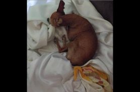 Cachorra Mel desapareceu no bairro Esmeralda