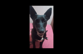Cachorra Stella desapareceu no bairro Brasmadeira