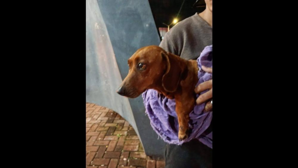 Cachorra é encontrada no bairro Santo Onofre Imagem referente a Cachorra é encontrada no bairro Santo Onofre
