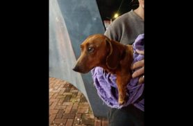 Cachorra é encontrada no bairro Santo Onofre