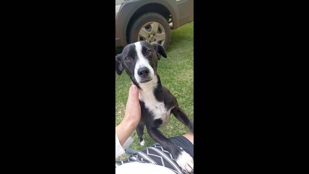Cachorra Skae desapareceu no bairro Cancelli Imagem referente a Cachorra Skae desapareceu no bairro Cancelli