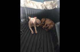 Cachorro é encontrado na rodovia BR 277