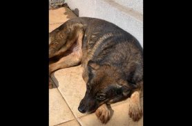 Cachorra Nina desapareceu no bairro Cascavel Velho