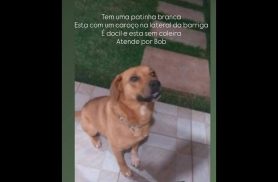 Cachorro Bob desapareceu no bairro Pioneiros Catarinenses