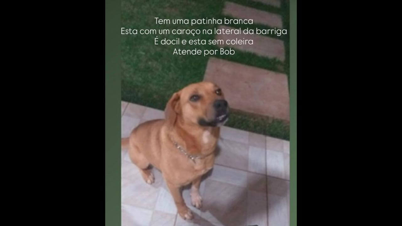 Imagem referente a Cachorro Bob desapareceu no bairro Pioneiros Catarinenses