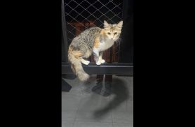 Gata Mel desapareceu no bairro Esmeralda
