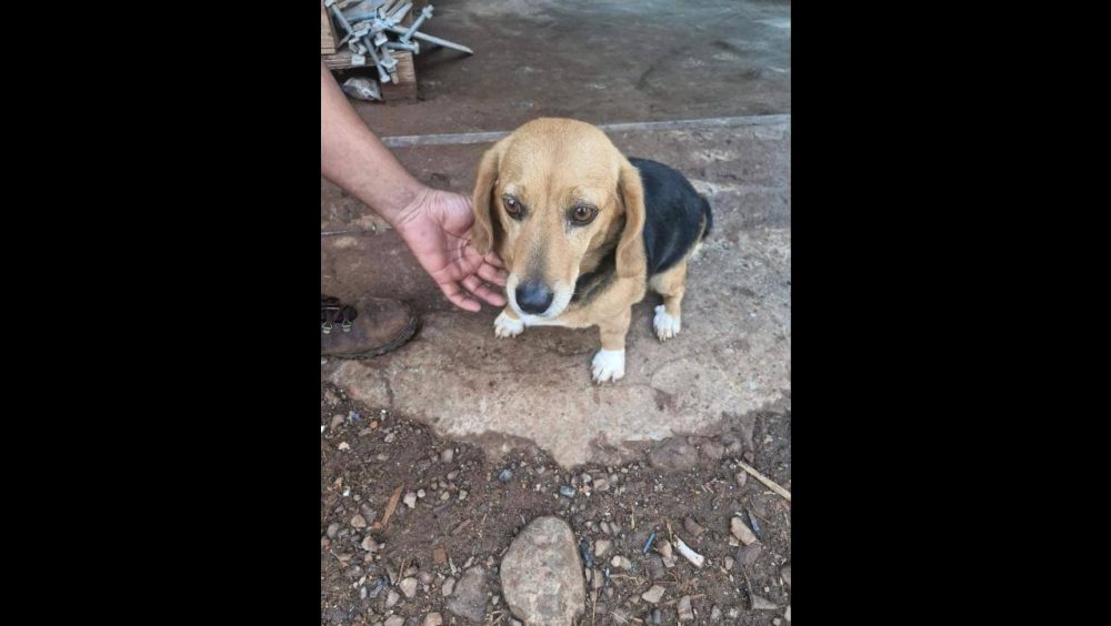 Cachorra é encontrada no bairro Brasília Imagem referente a Cachorra é encontrada no bairro Brasília
