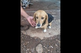 Cachorra é encontrada no bairro Brasília