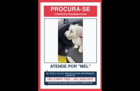 Cachorra Mel desapareceu no bairro Cancelli