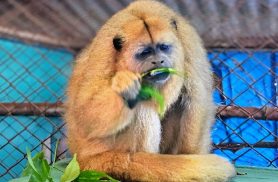 Conheça a macaca em risco de extinção no Paraná e que é a nova moradora do Zoológico