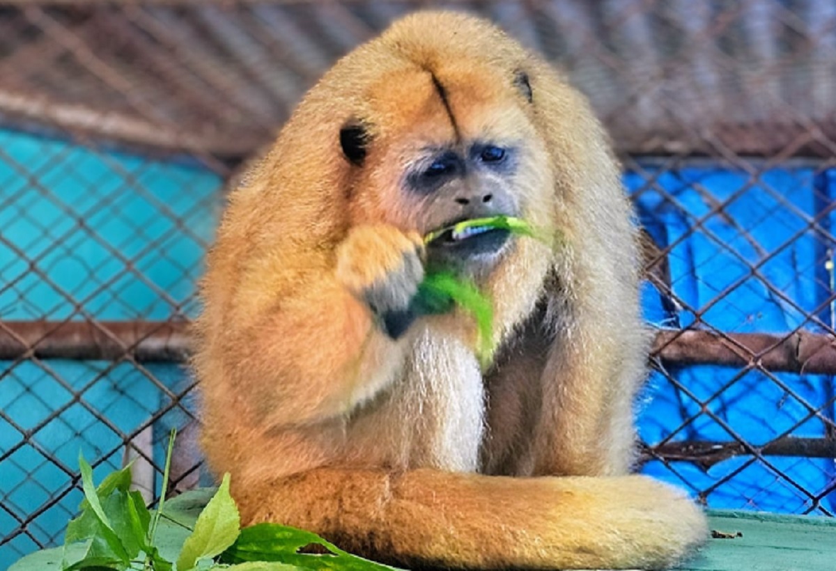 Conheça a macaca em risco de extinção no Paraná e que é a nova moradora do Zoológico