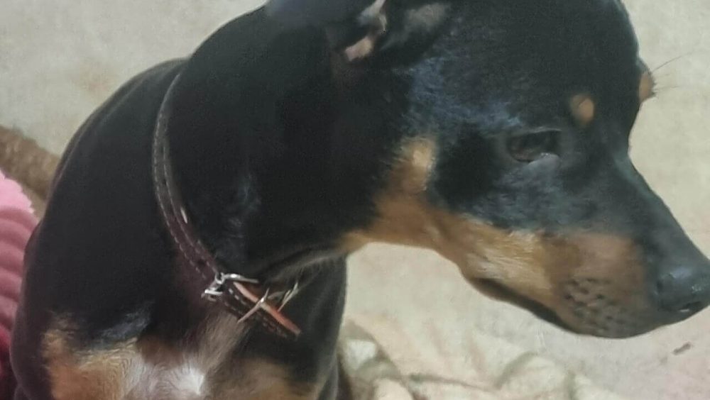 Cachorro Pirulito desapareceu no bairro Pacaembu Imagem referente a Cachorro Pirulito desapareceu no bairro Pacaembu
