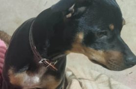 Cachorro Pirulito desapareceu no bairro Pacaembu